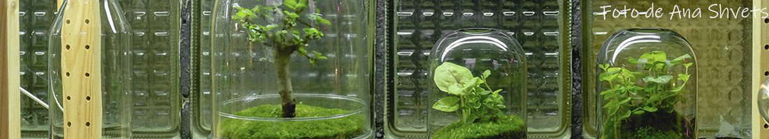 Terrarios eternos en diferentes recipientes