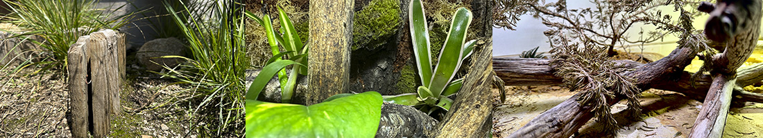 Recinto Exterior, Terrario Tropical y Terrario Desértico