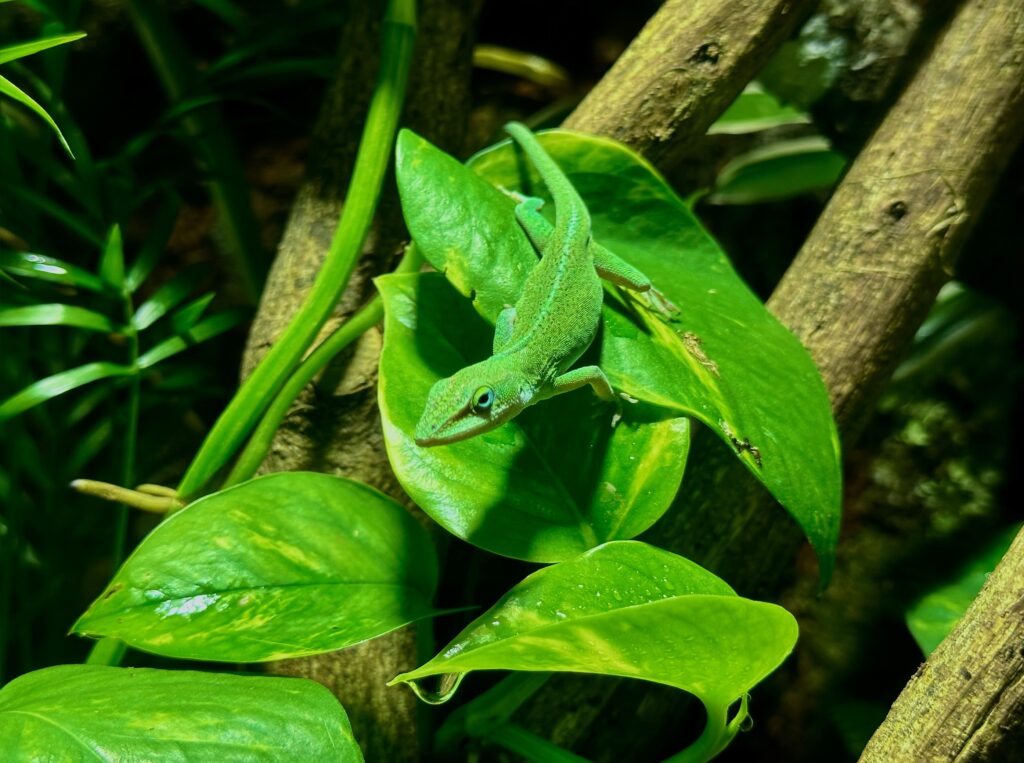 Anolis Carolinensis