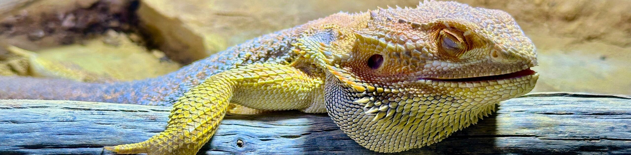 Pogona Vitticeps nominal.